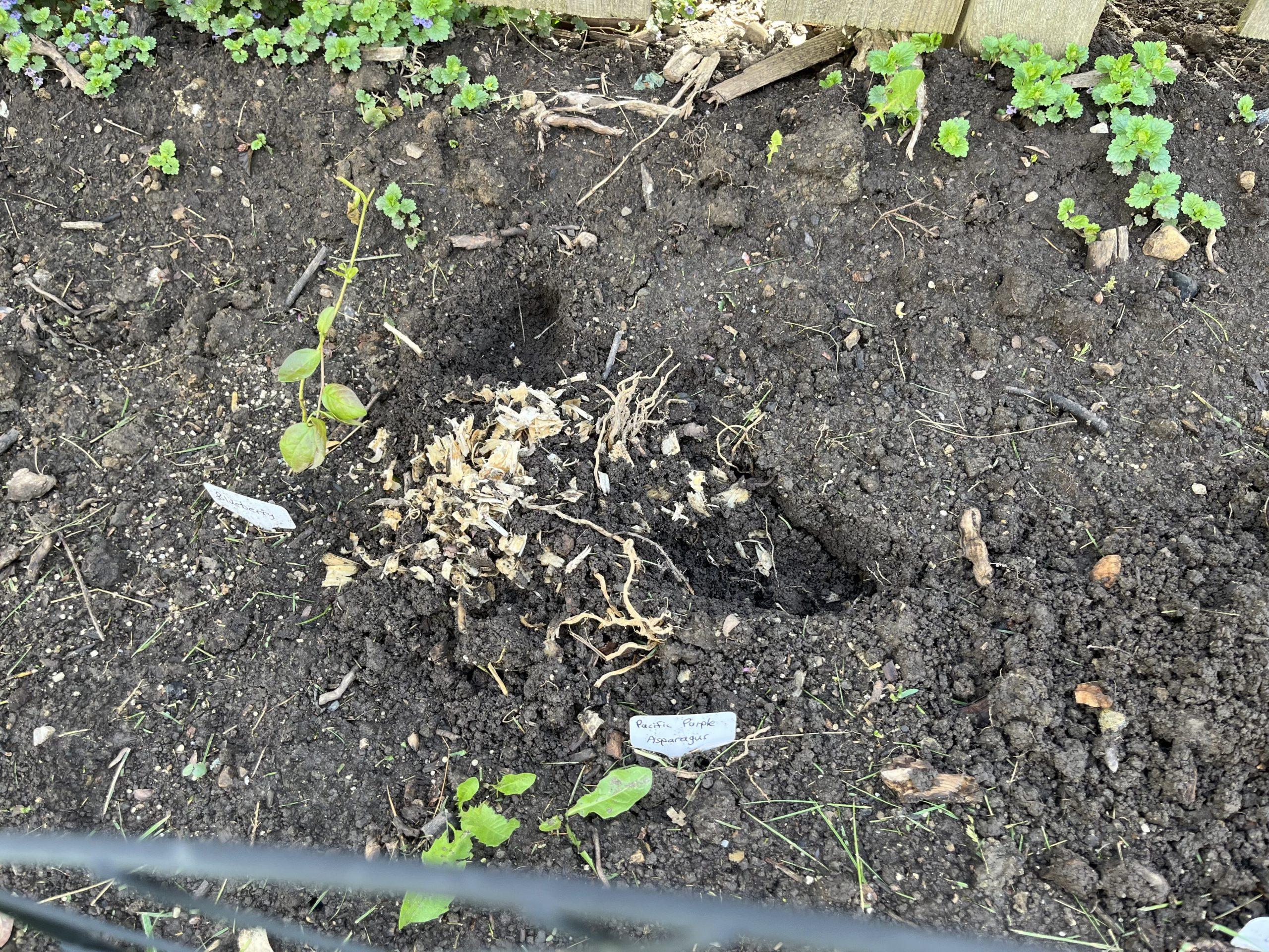 Asparagus Sprouts dug up.